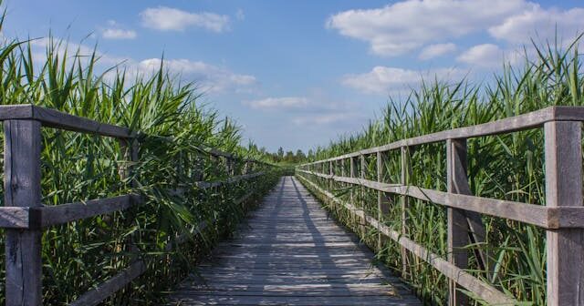 Schanskorven: een veelzijdige oplossing voor elke tuin